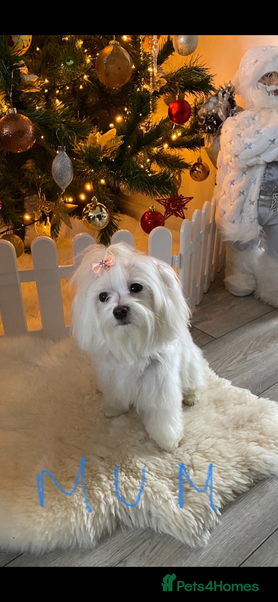 Maltese dogs for sale: 🌟KC STUNNING half-Korean Maltese puppies 🌟 - Image 22