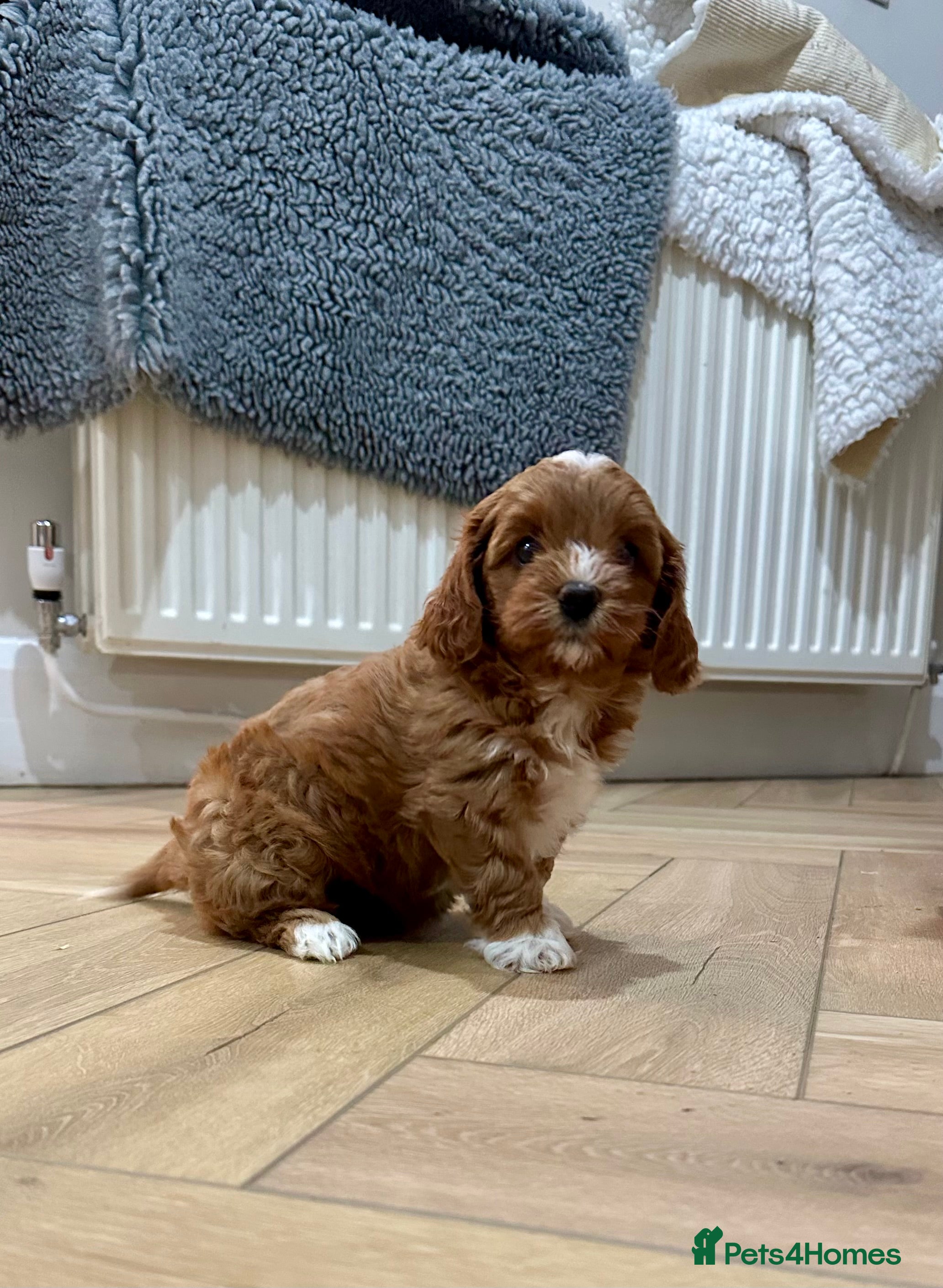 Cavapoochon dogs 🐾 Adorable Cavapoochon Puppies - Advert 14