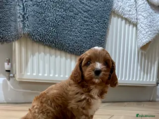 Cavapoochon dogs 🐾 Adorable Cavapoochon Puppies - Advert 14
