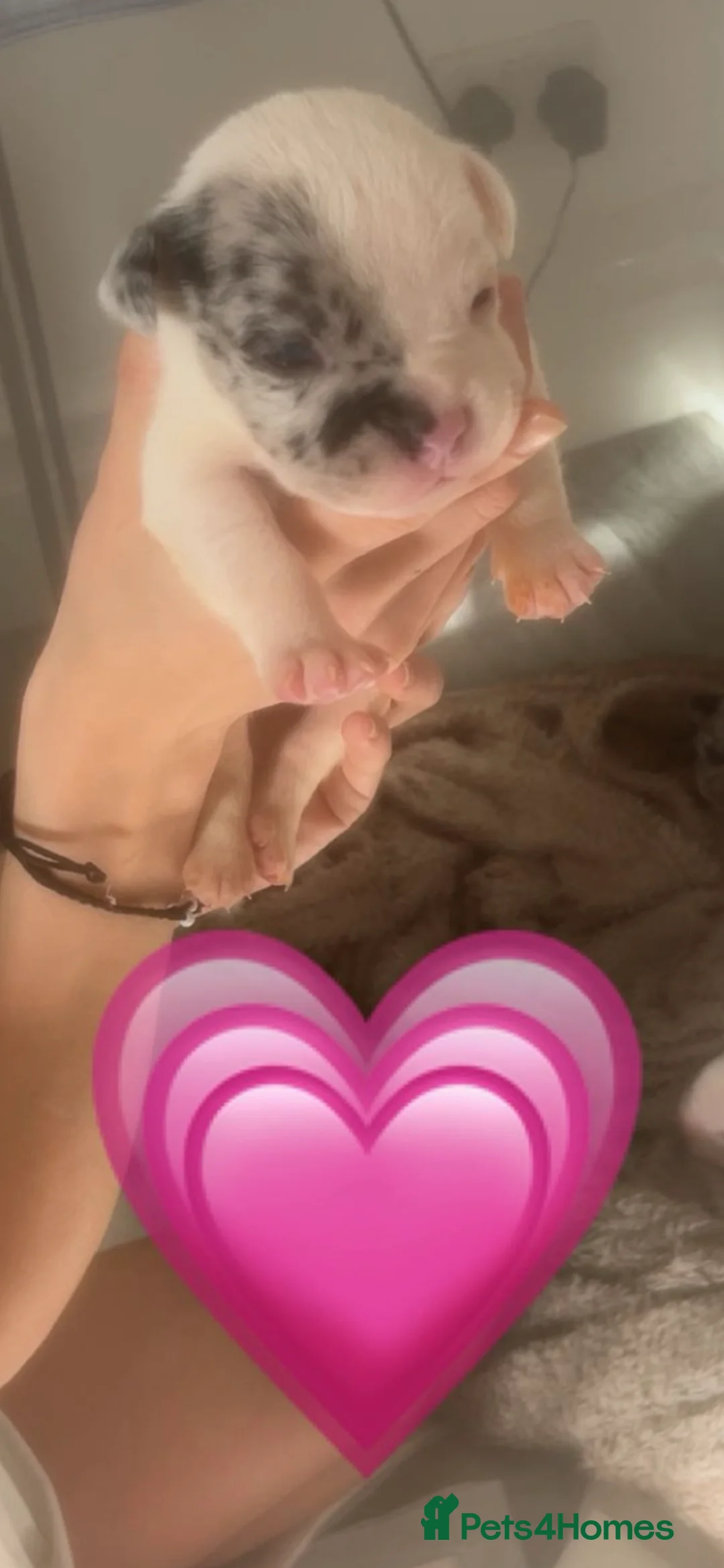 Mixed Breed dogs for sale: Miniature pocket bully cross Rottweiler/staffy  - Advert 5