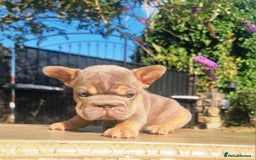 French Bulldog dogs for sale: Beautiful French bulldogs - Image 18