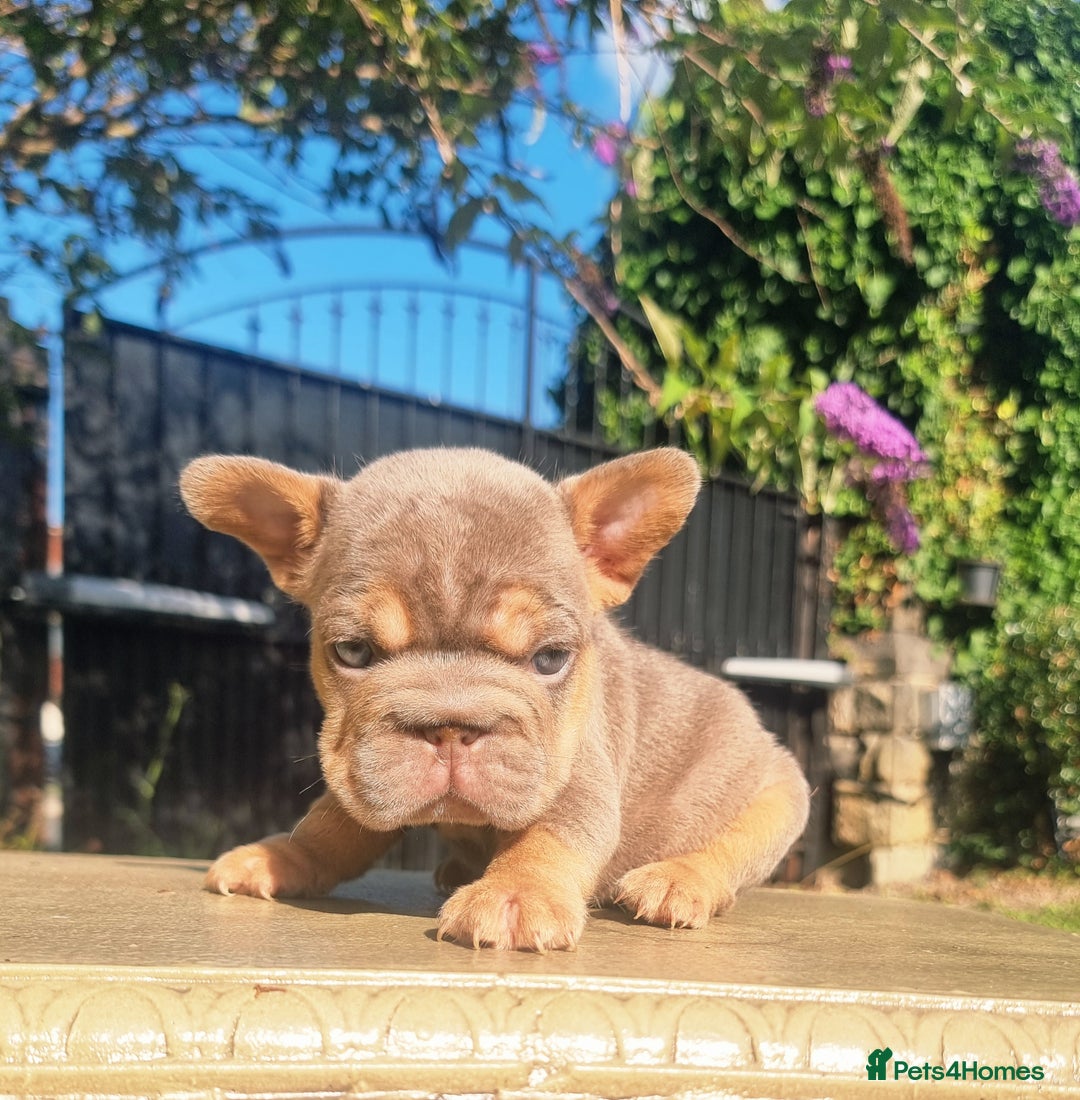 French Bulldog dogs for sale: Beautiful French bulldogs - Image 18