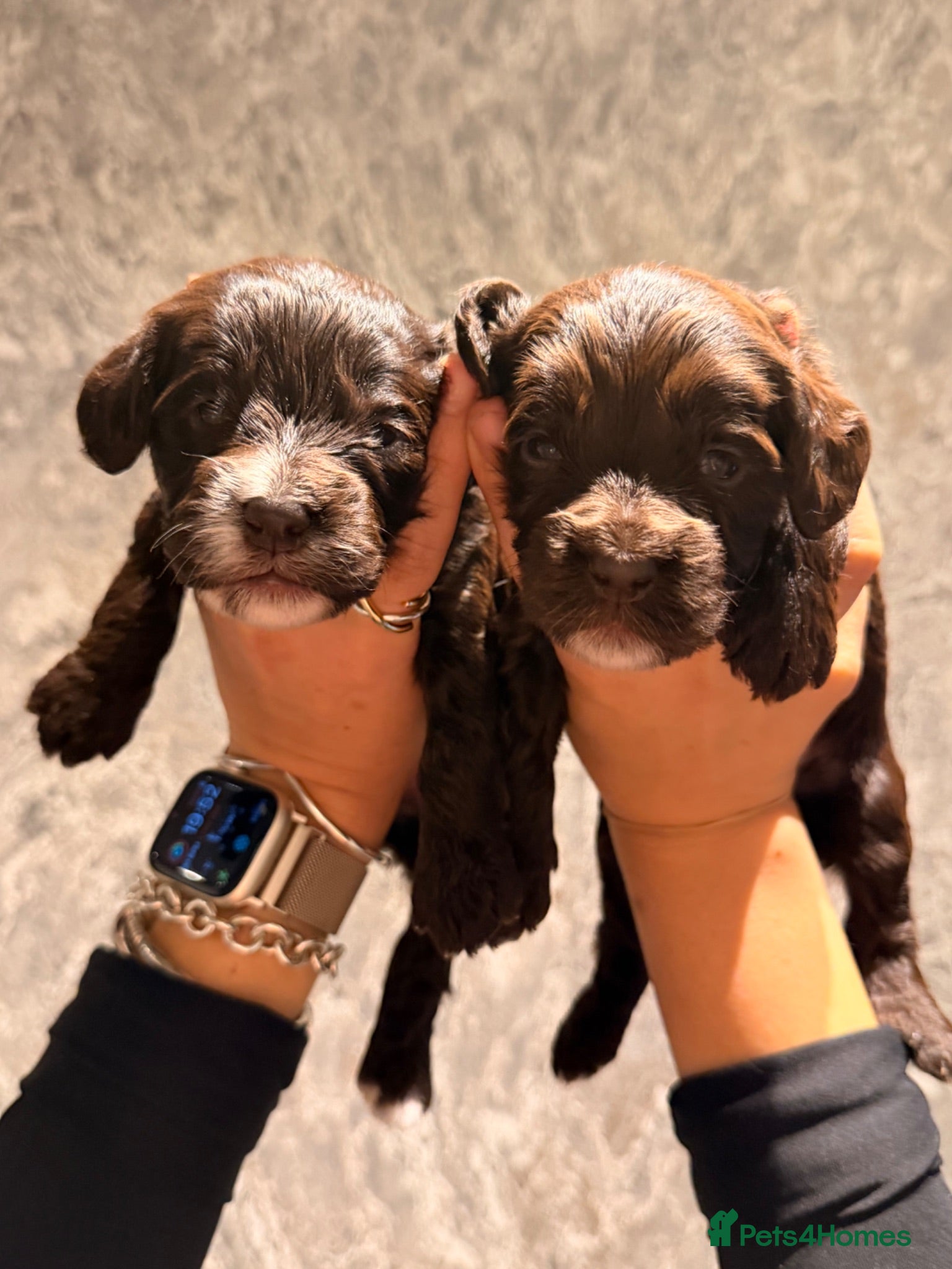 Mixed Breed dogs  🐾 Beautiful F1 Sproodle Puppies 🐾 - Advert 1