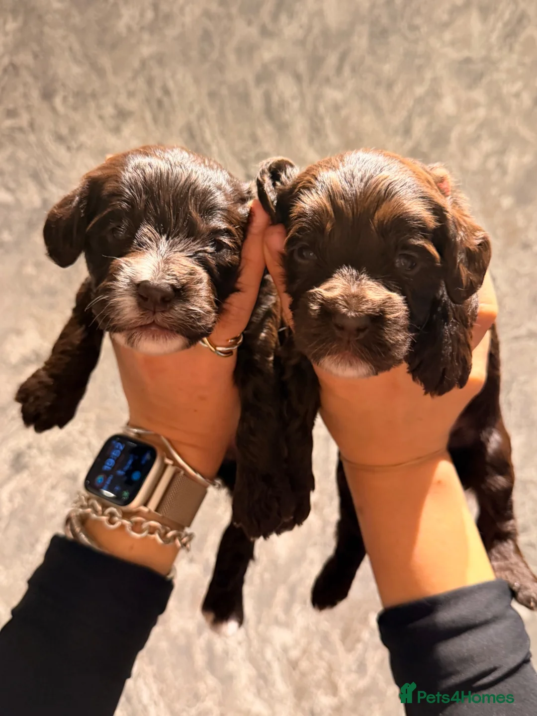 Mixed Breed dogs for sale:  🐾 Beautiful F1 Sproodle Puppies 🐾 - Advert 1