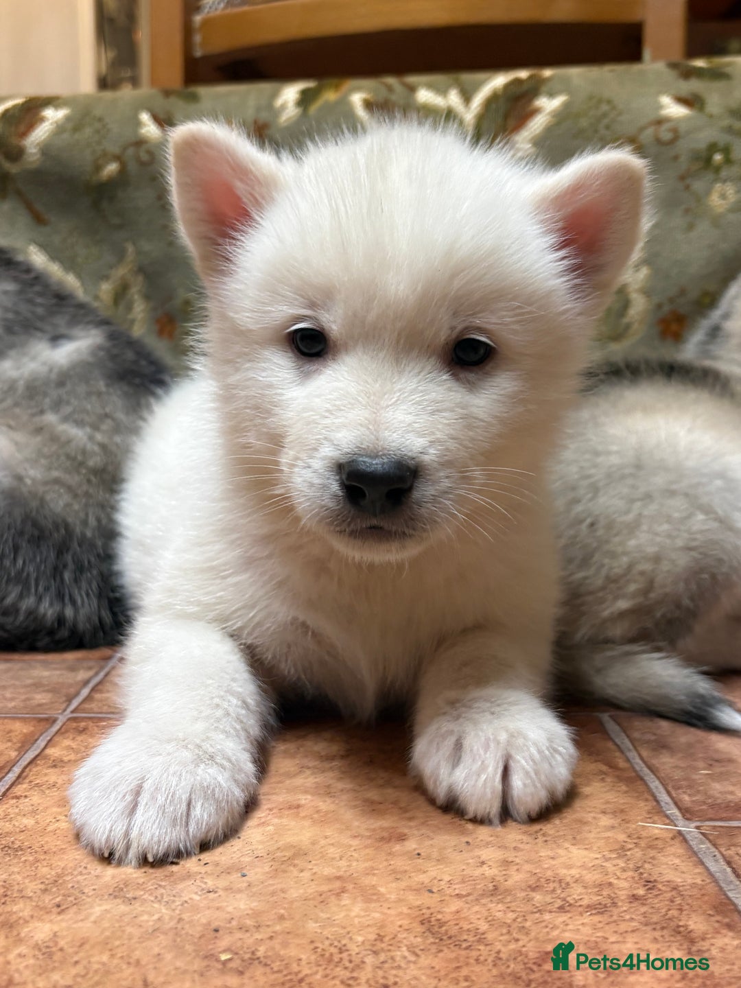 Alaskan Malamute dogs for sale: K.C registered Quality Alaskan Malamute puppies - Advert 14
