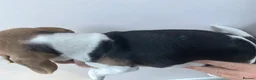 Beagle dogs for sale: KC registered Beagle puppies  - Advert 15