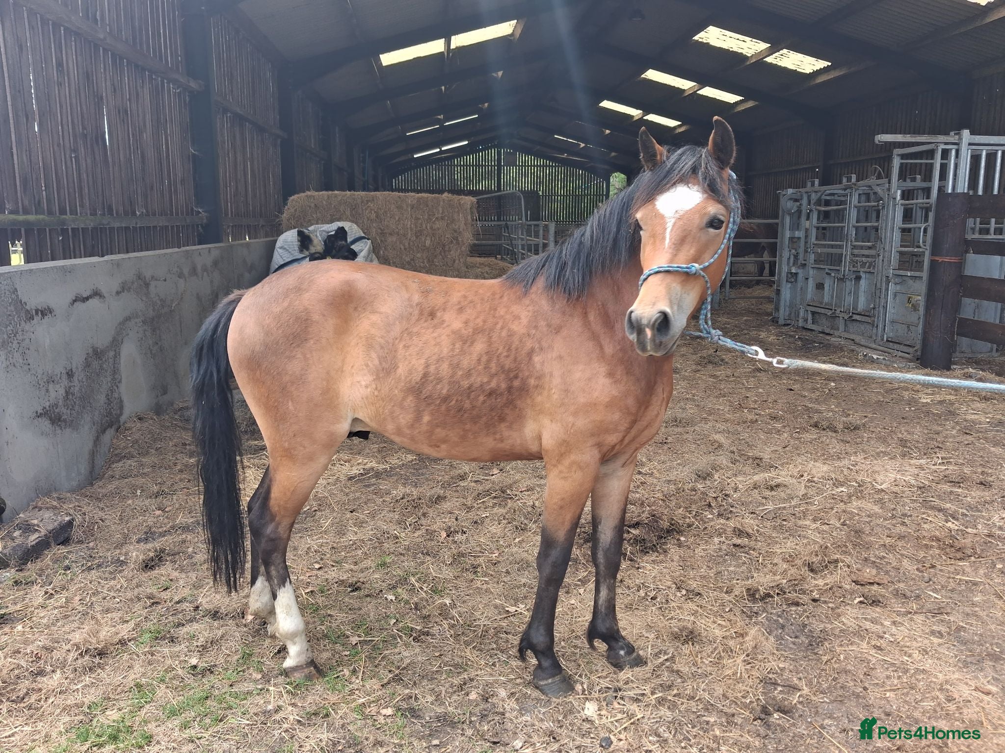New Forest horses Smart NF gelding - Advert 3