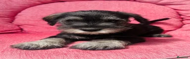 Miniature Schnauzer 1