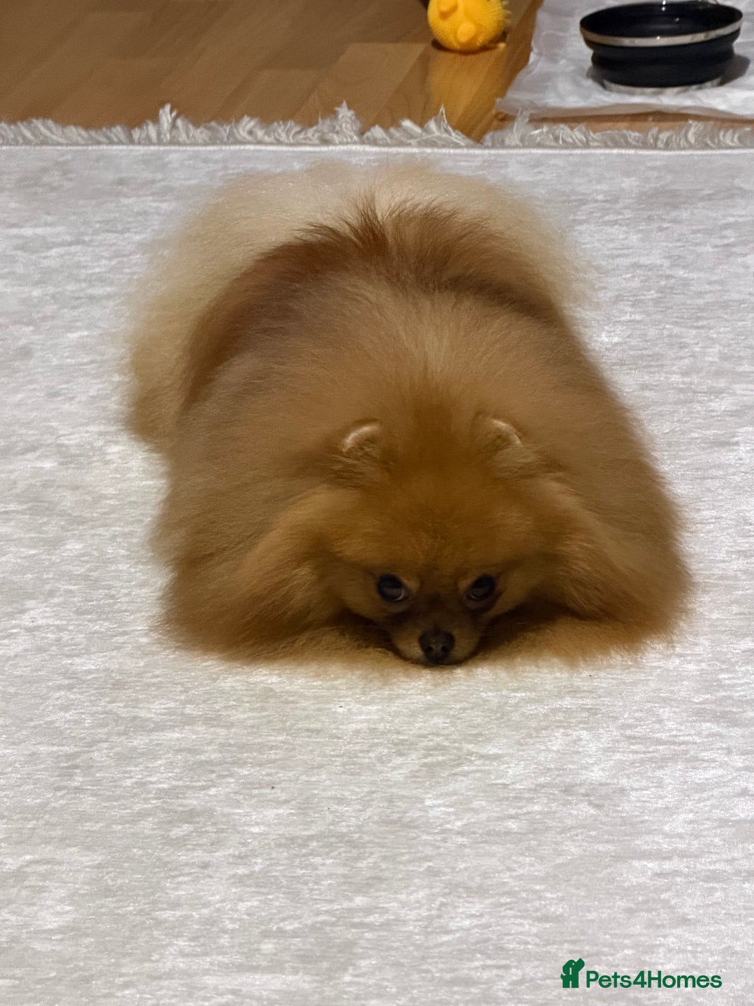 Pomeranian dogs for sale:  **  Russian blood lines sable Pom for sale 😍 - Advert 7