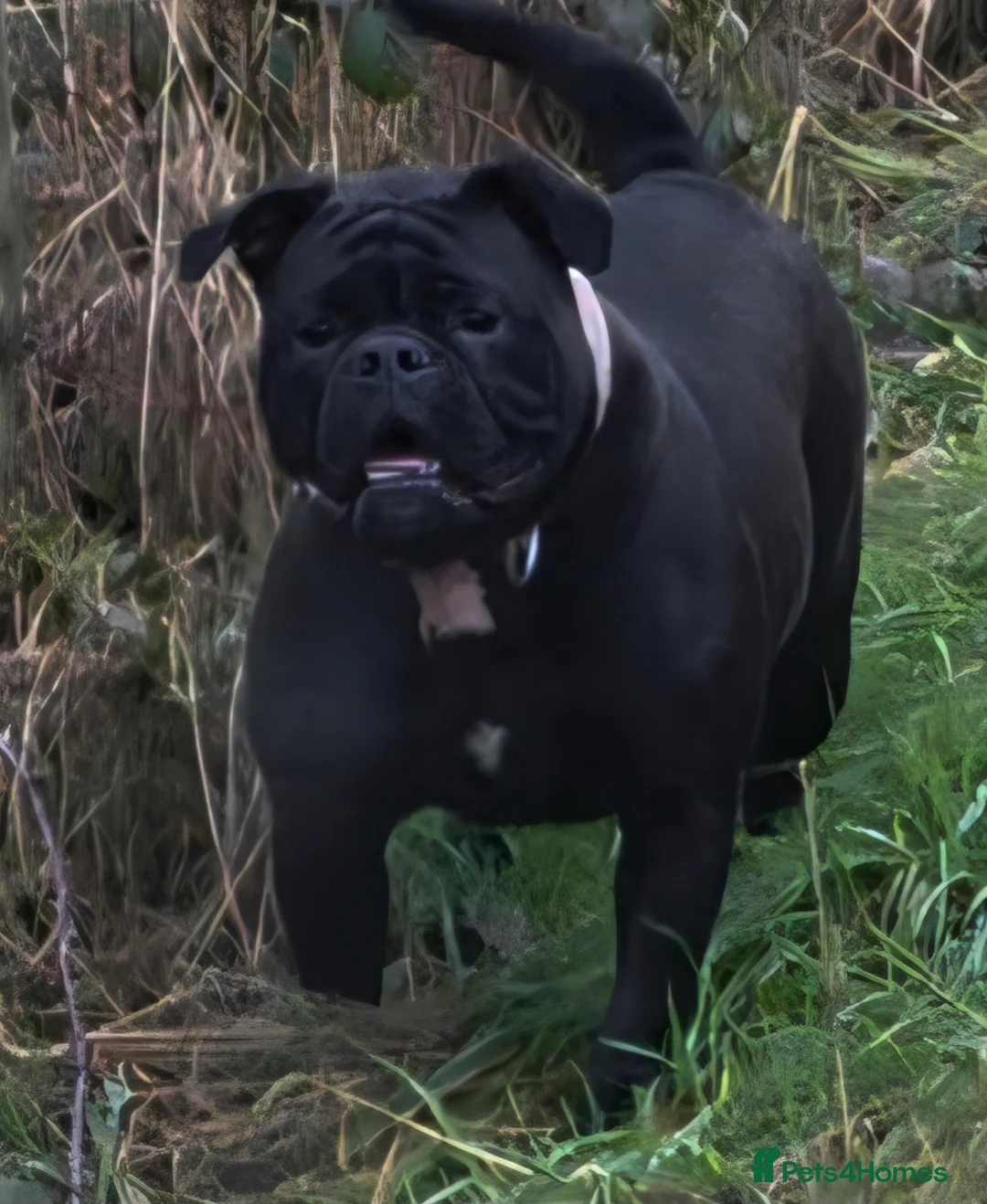Olde English Bulldogge dogs for sale: Olde english bulldog female  - Advert 3