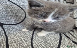 Mixed Breed cats for sale: Kittens for sale  - Image 1