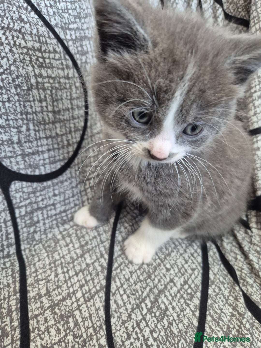 Mixed Breed cats for sale: Kittens for sale  - Image 1