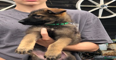 German Shepherd dogs - Advert 8
