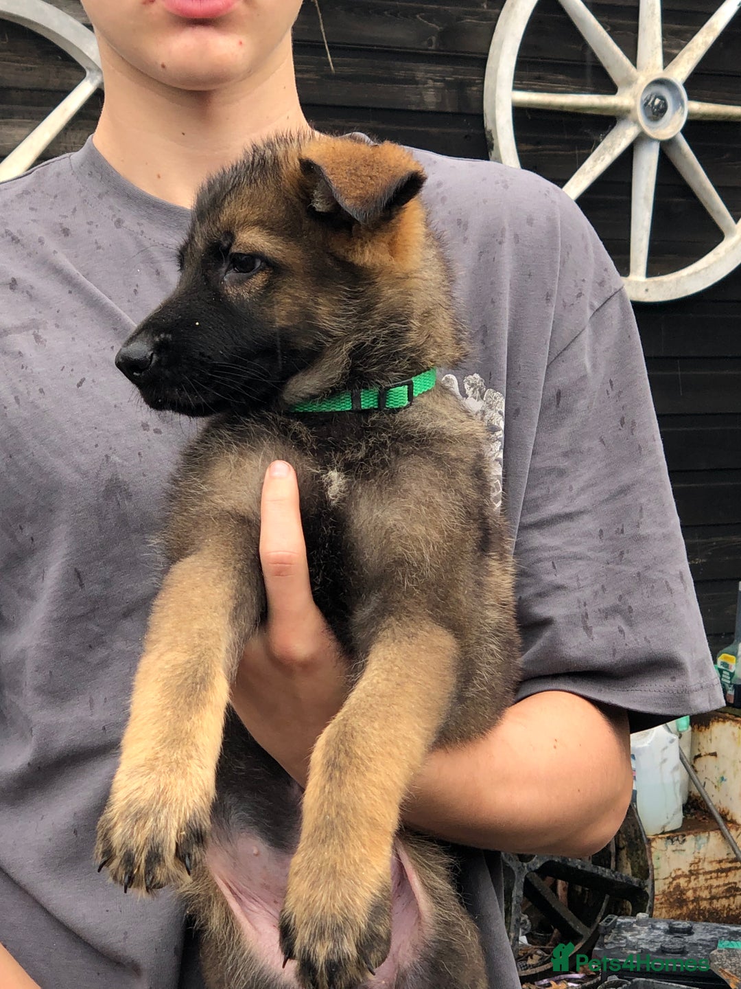 German Shepherd dogs for sale: Gorgeous German shepherd puppies  - Image 3