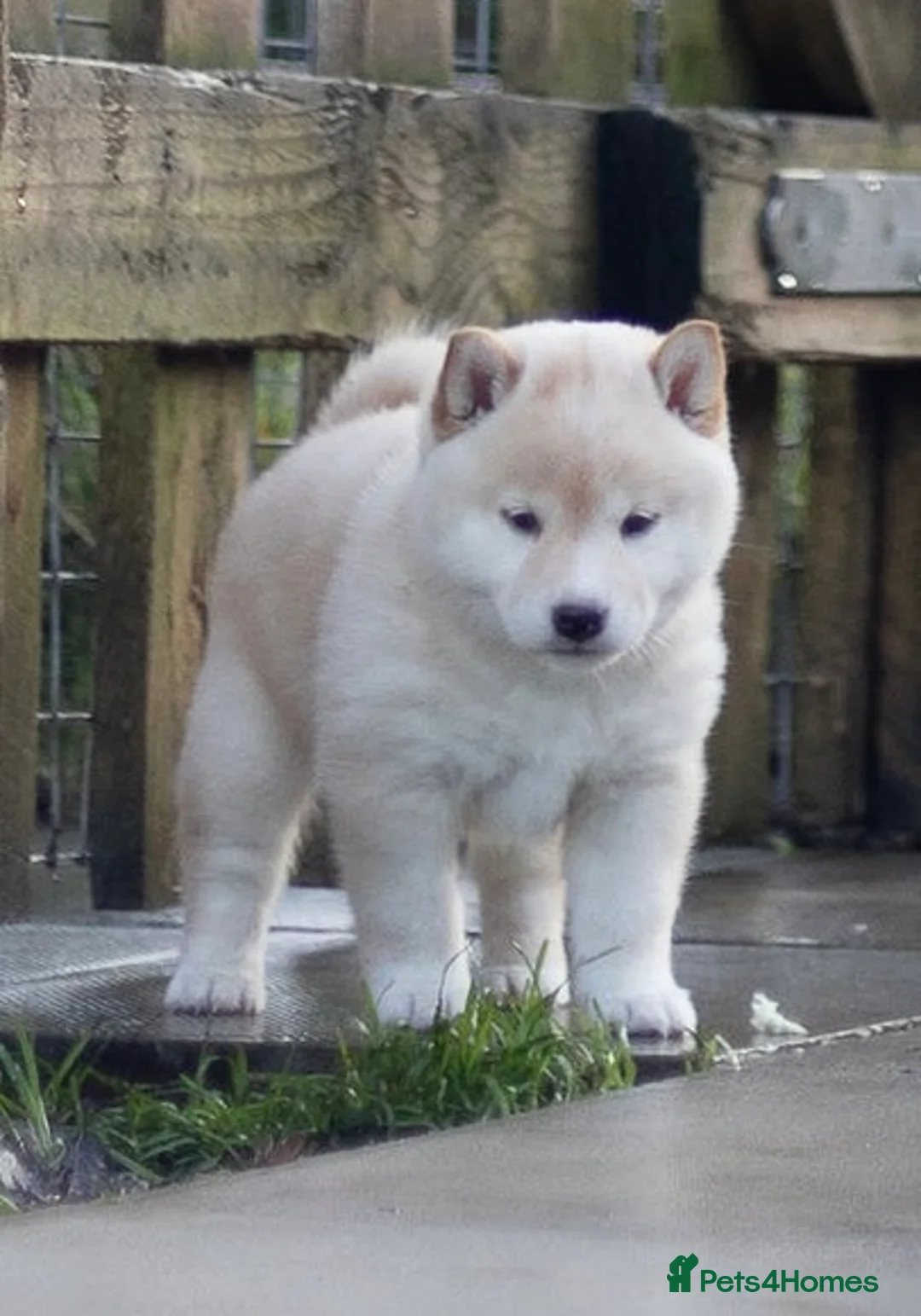 Japanese Shiba Inu dogs for sale: ❤️ Fall in Love with a Shiba Girl — Reduced Price - Advert 23