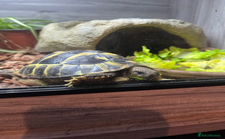 Hermann Tortoise reptiles - Advert 5