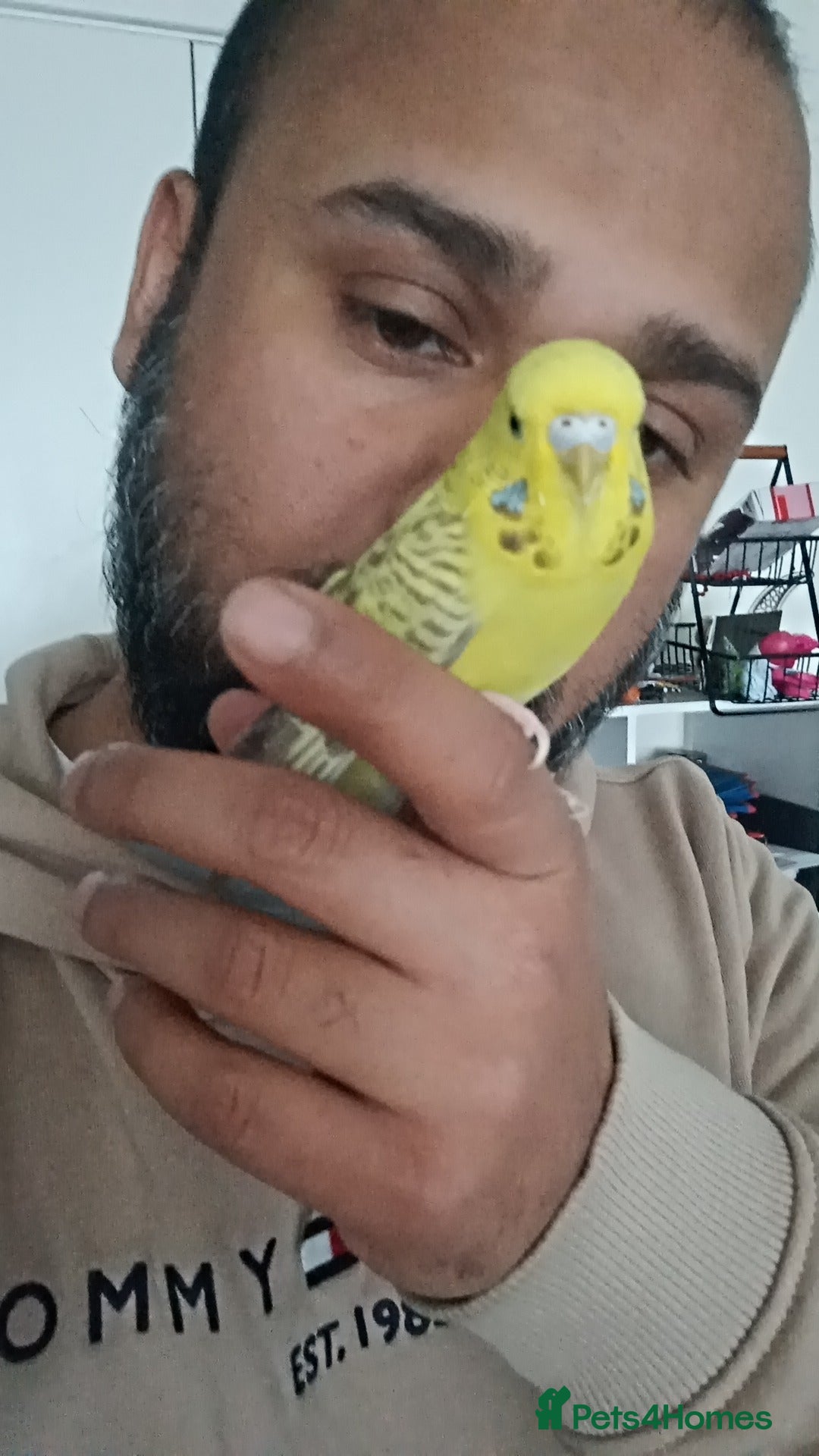 Budgerigars birds Mango  - Advert 17