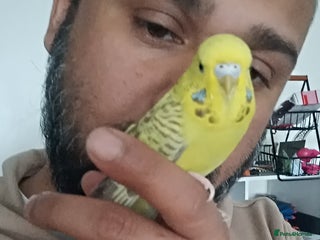 Budgerigars birds Mango - Advert 1