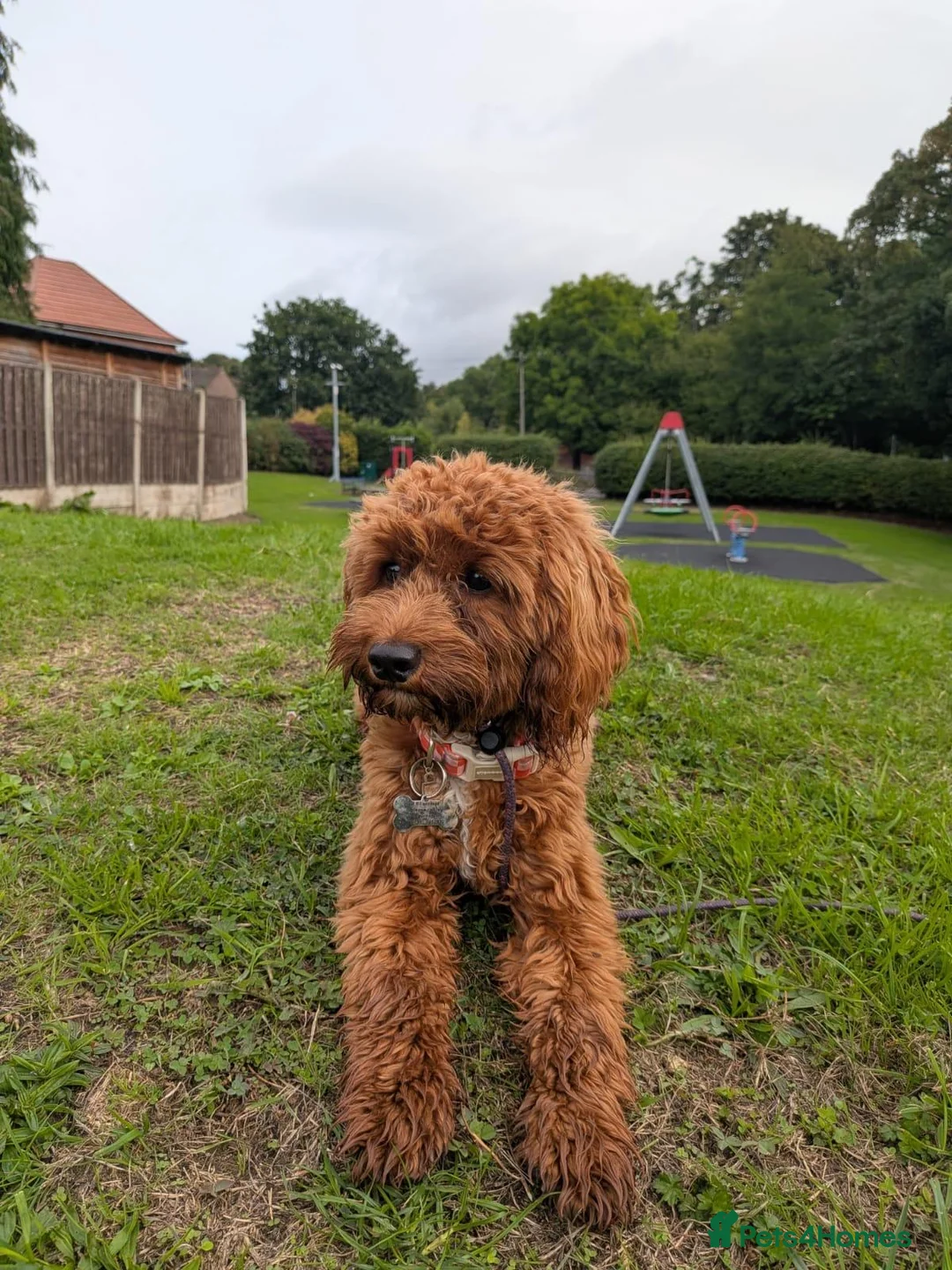 Maltipoo dogs for sale: Advanced trained maltipoo  - Advert 3