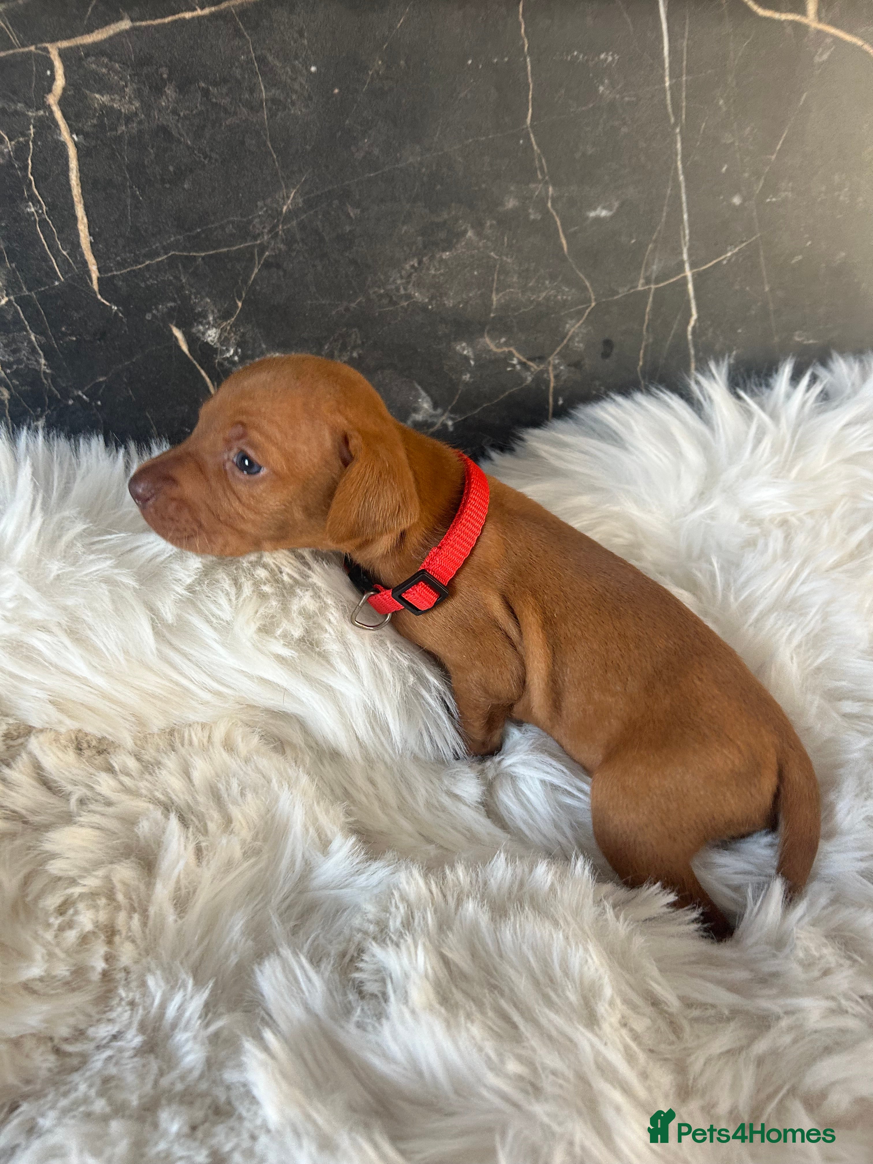 Hungarian Vizsla dogs Stunning Hungarian vizsla puppies x9 - Advert 2