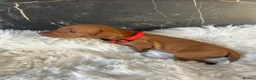 Hungarian Vizsla dogs for sale: Stunning Hungarian vizsla puppies x9 - Advert 27