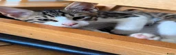 Mixed Breed cats for sale: READY FOR LOVING HOME - Advert 2