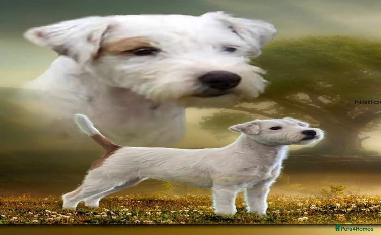 Parson Russell dogs - Advert 1