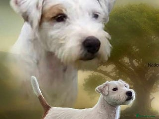 Parson Russell dogs - Advert 27