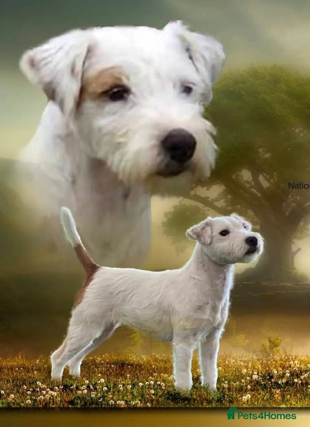 Parson Russell dogs for sale: Parson Pup - Advert 1