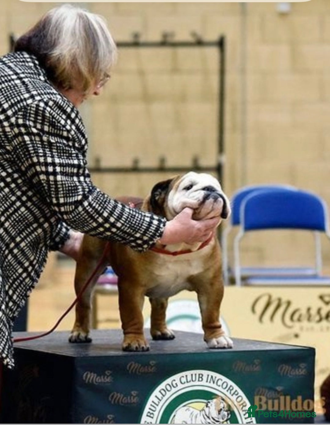 English Bulldog dogs for sale: 🔥 Traditional English bulldog puppies  🔥 - Image 8