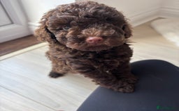 Cavapoo dogs for sale: 1 Chocolate Cavapoo left‼️ - Image 6