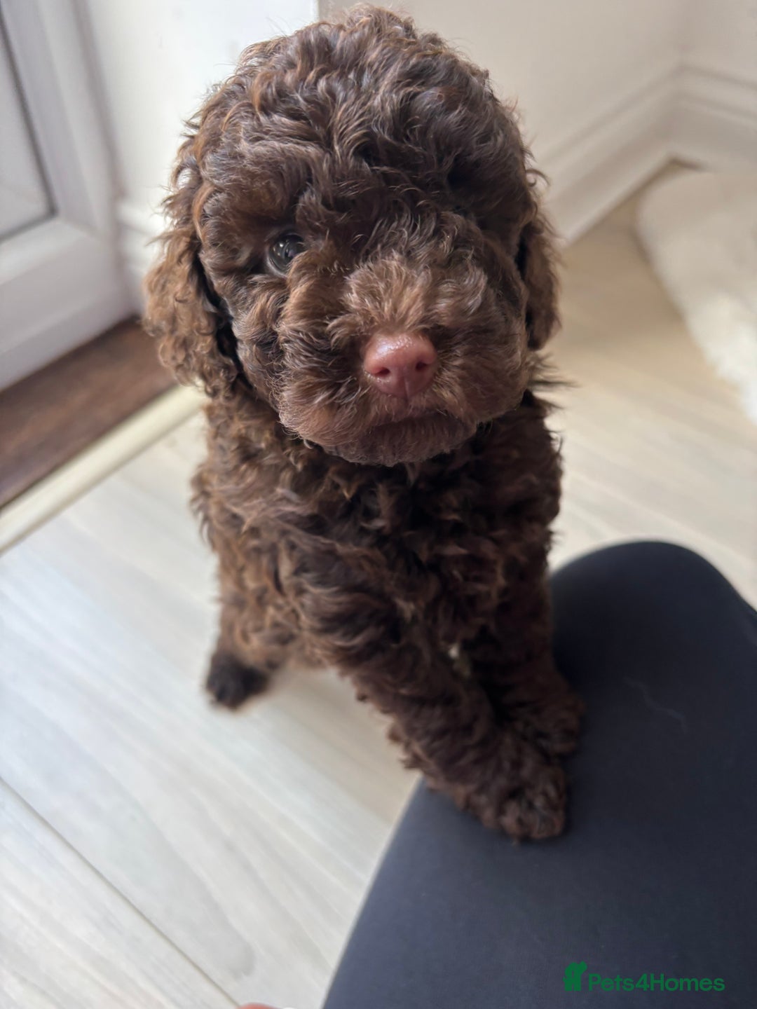 Cavapoo dogs for sale: 1 Chocolate Cavapoo left‼️ - Image 6