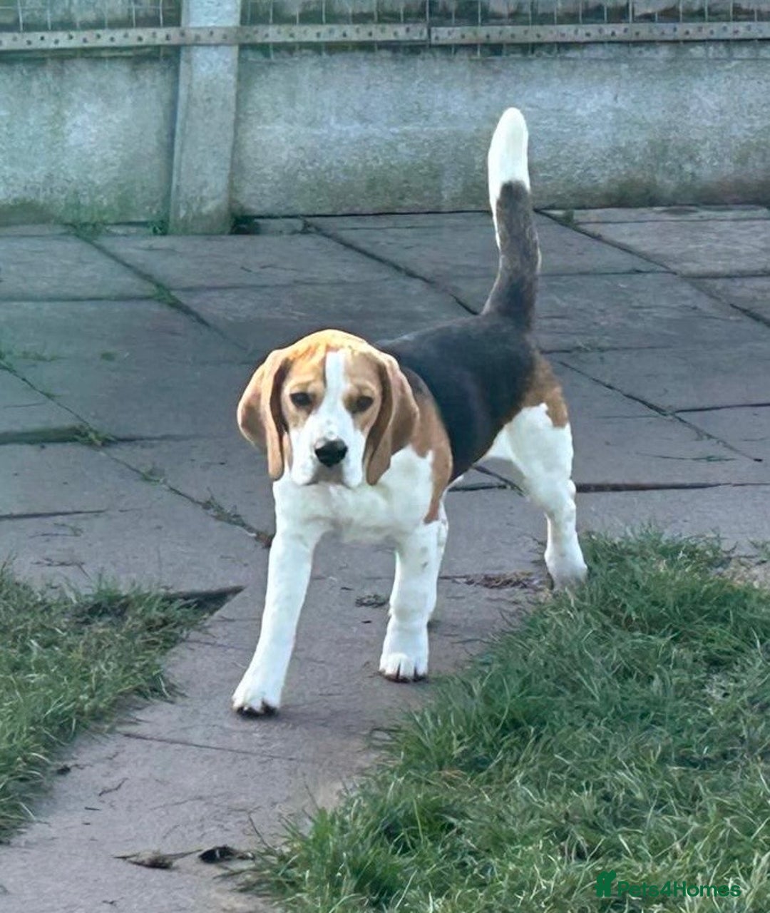 Beagle dogs for sale: 8 month old sweet natured  - Advert 6