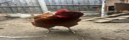 Hens poultry for sale: 4 HENS + 2 CHICKS FOR SALE 🐣 in London - Advert 5