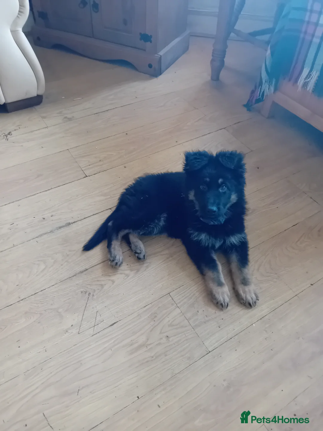 German Shepherd dogs for sale: Black and Tan boy - Advert 5