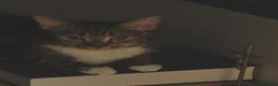 Mixed Breed cats for sale: 1 year old female Tabby  in Bristol - Advert 2