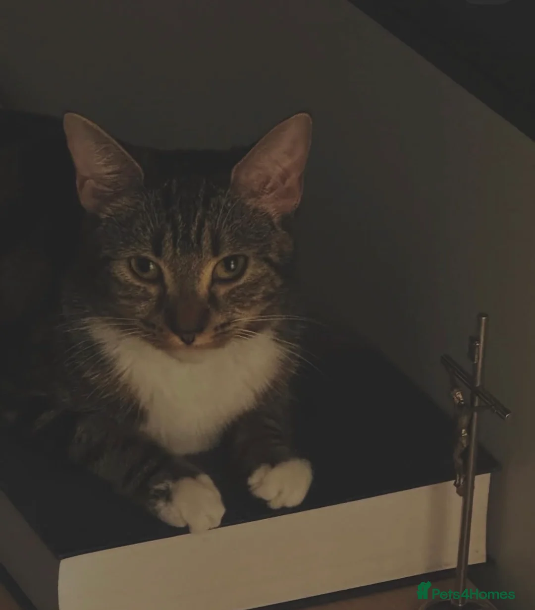 Mixed Breed cats for sale: 1 year old female Tabby  in Bristol - Advert 2