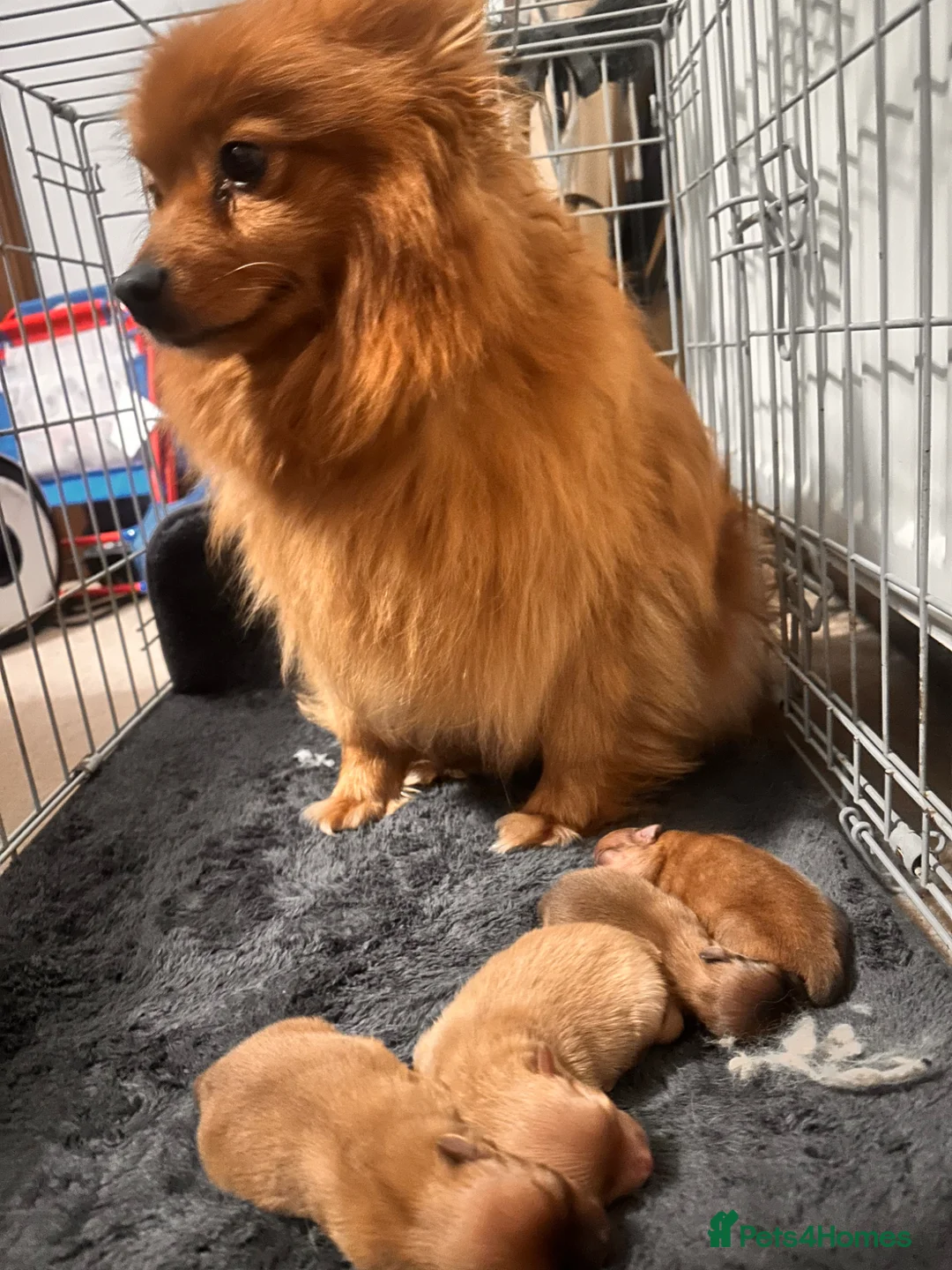 Pomeranian dogs for sale: Tiny teddy bear Pomeranian puppies 3 girls 1 boy in Crieff - Advert 9