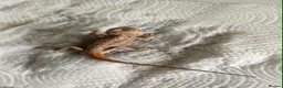 Bearded Dragon reptiles for sale: Bearded dragons in Hull - Advert 5