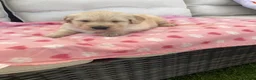 Golden Retriever dogs for sale: Chunky kc registered golden retriever puppy’s  - Advert 6