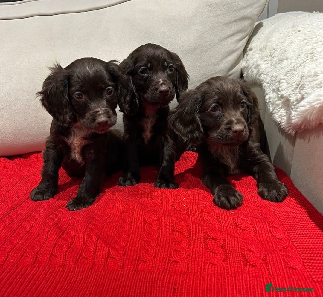 Cocker Spaniel dogs for sale: Chocolate cocker spaniel puppies ❤️ - Advert 5