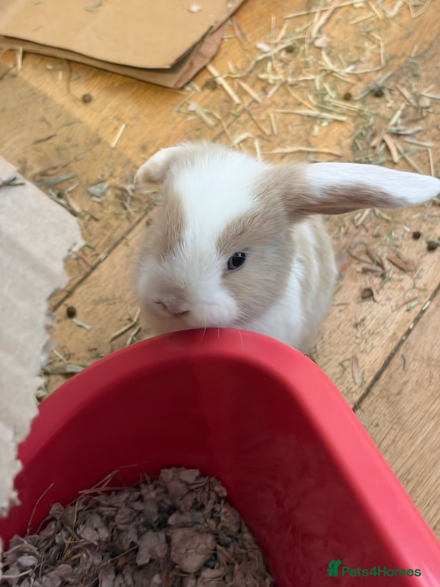 Mini Lop rabbits Mini lop bunnies x3 - Advert 2