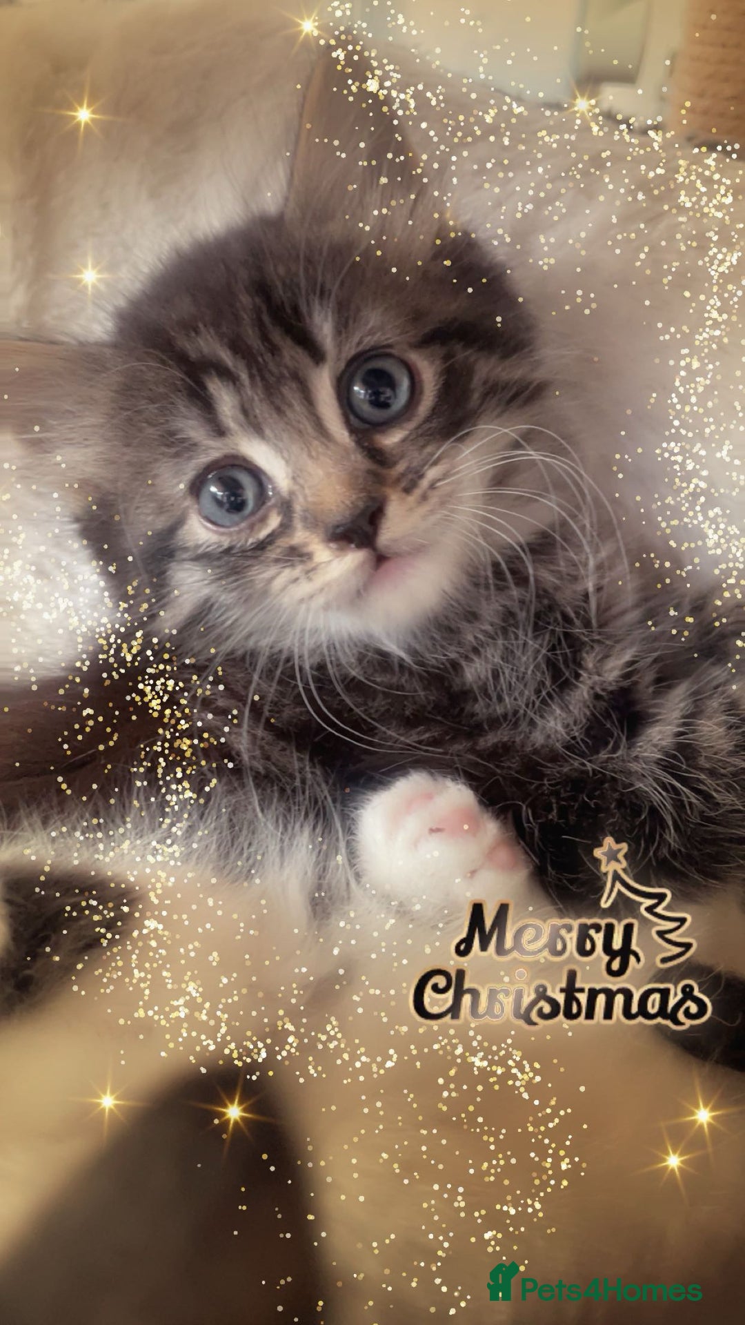 Mixed Breed cats for sale: Cross Turkish vans - Advert 4