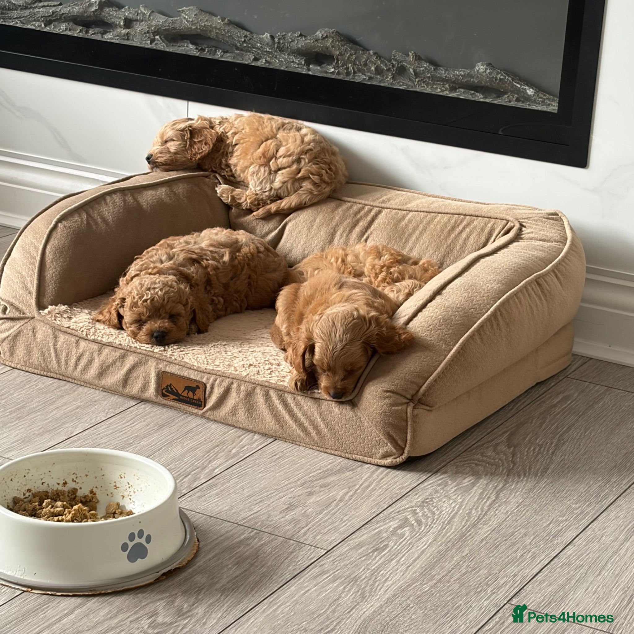 Cavapoo dogs Toy Cavapoo Puppies - Advert 16