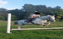 Other Breed horses for sale: Cob x Arab  - Image 6