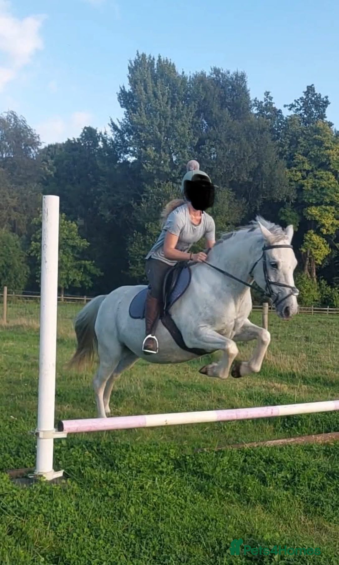 Other Breed horses for sale: Cob x Arab  - Image 6