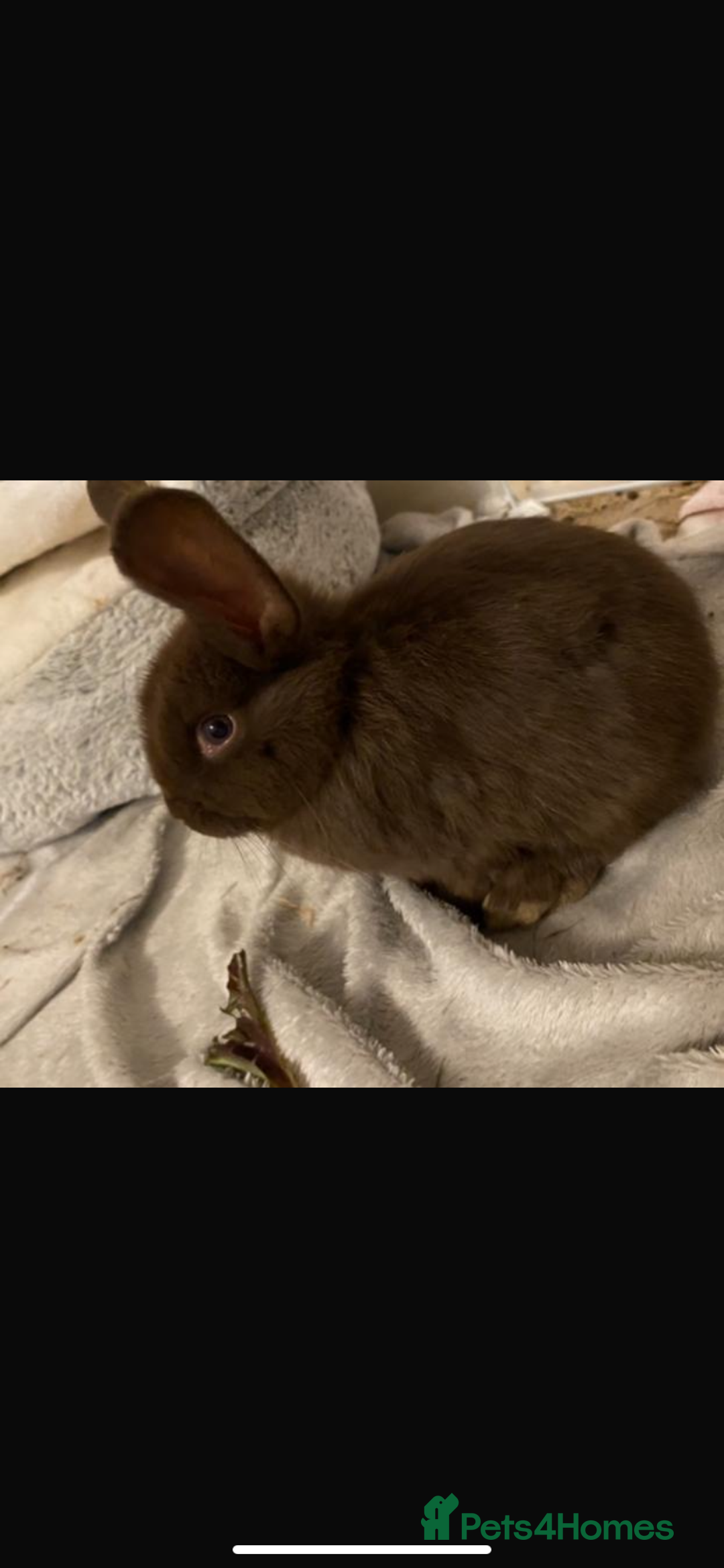 Lionhead rabbits for sale: ⭐️Beautiful purebred lionhead bunnies⭐️ - Advert 4