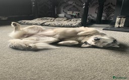 Siberian Husky dogs for sale: Beautiful Siberian husky girl in Bolton - Image 4