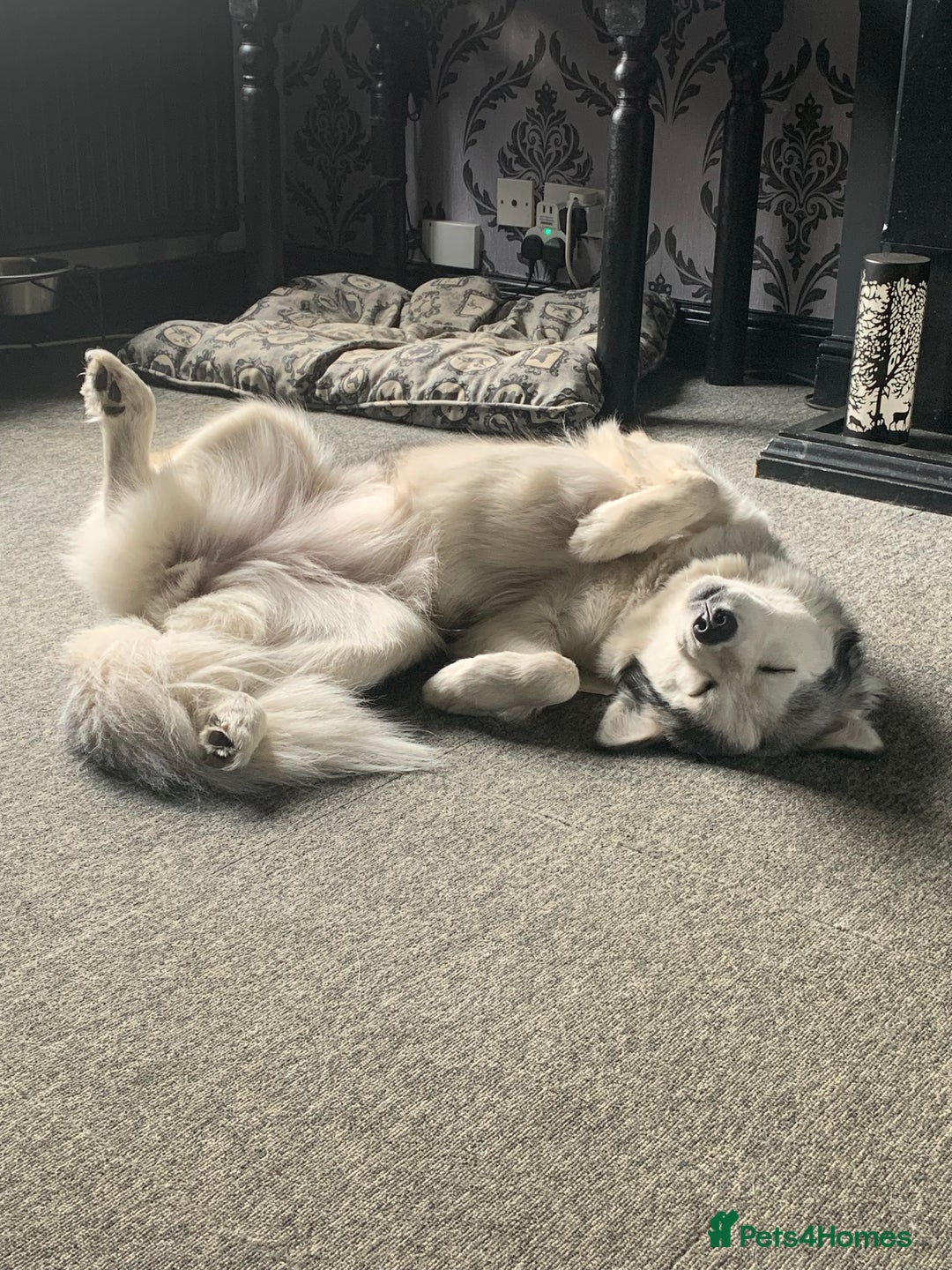 Siberian Husky dogs for sale: Beautiful Siberian husky girl in Bolton - Image 4