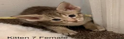 Oriental cats for sale: GCCF Oriental Kittens  in Stratford-upon-Avon - Advert 2